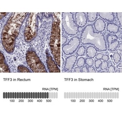 TFF3 Antibody, Novus Biologicals 0.1mL; Unlabeled:Antibodies, Polyclonal